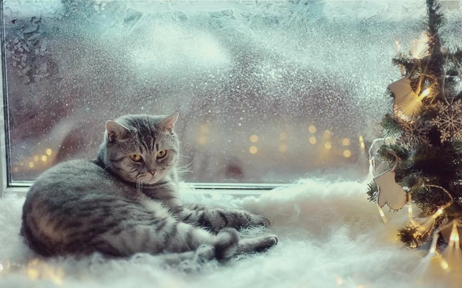 Год кота приметы. Год кота приметы