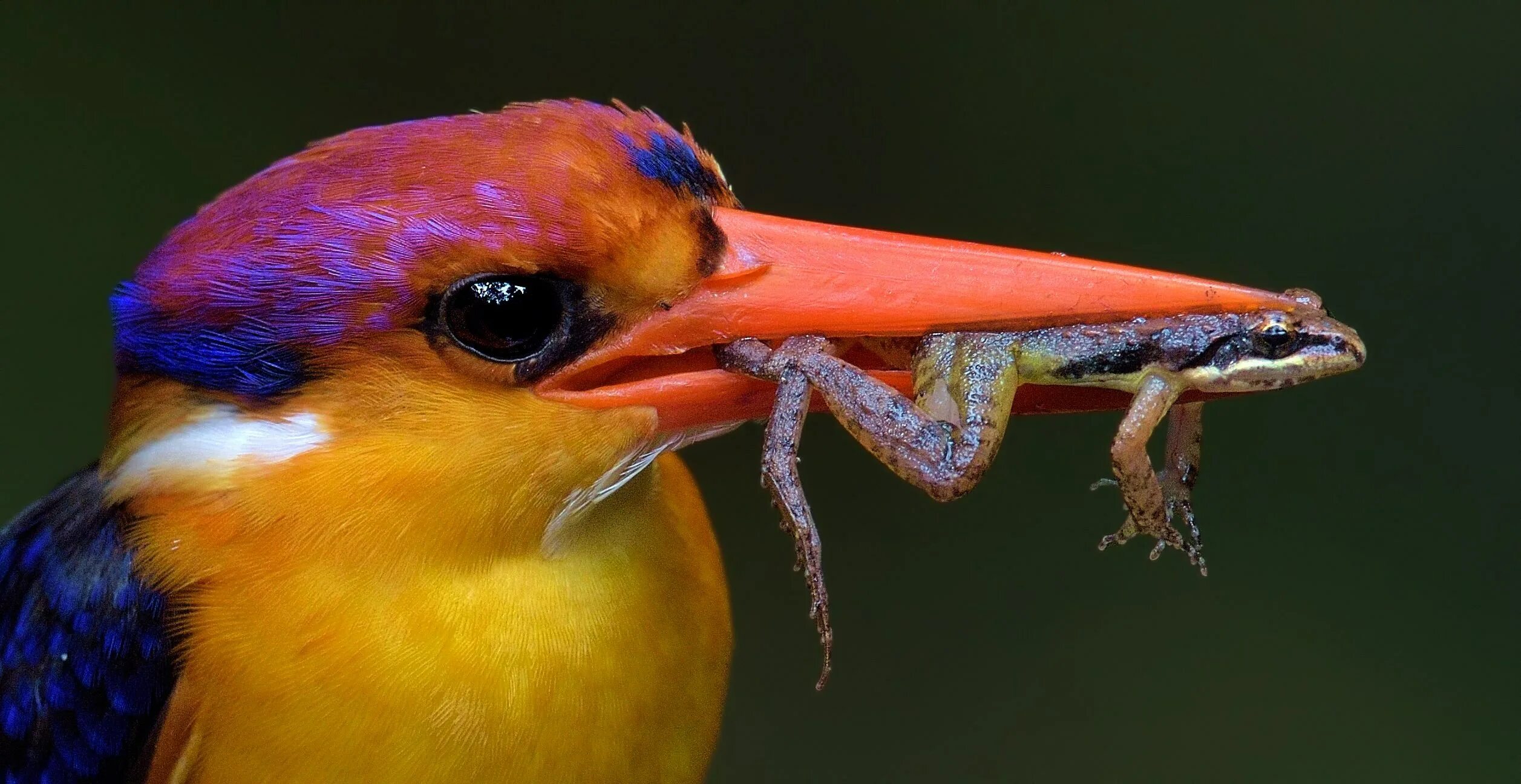 Птица ест насекомое