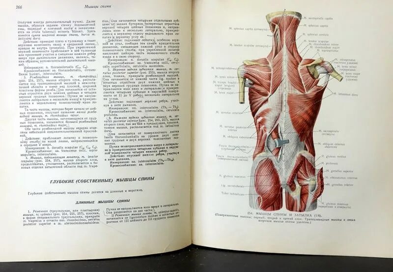 Синельников атлас анатомии человека 3 том. Атлас анатомии человека р.д. Синельникова в 4 томах. Анатомия человека книги Синельников. Синельников р д атлас анатомии человека.