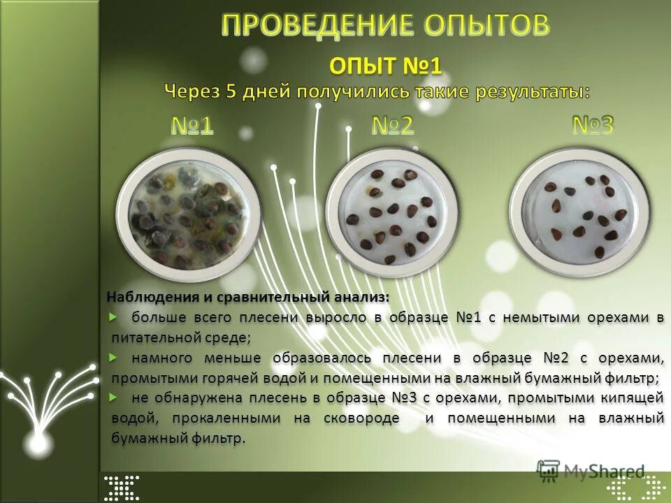 Что для плесени необходимы определенные условия. Условия образования плесени. эксперименты с плесенью. памятка про плесень. причины появления плесени.
