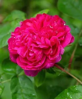 Rose deluxe