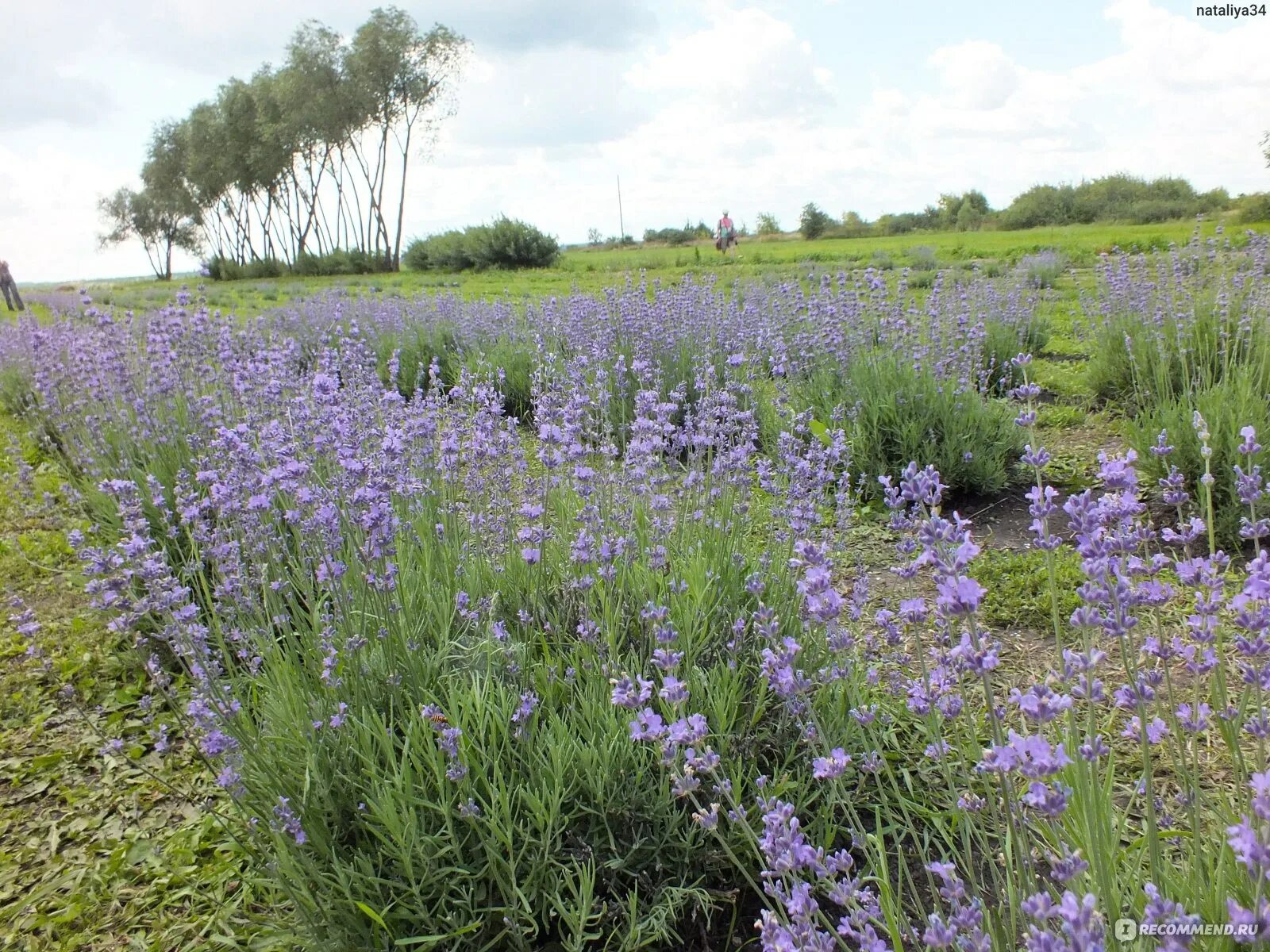 лавандовая ферма кочетовка. виды лаванды фото. лавандовое лето солнечная ул 26 село кочетовка. лавандовая ферма село кочетовка. фотосессия в лавандовом поле.