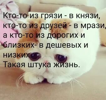Статус кто что это