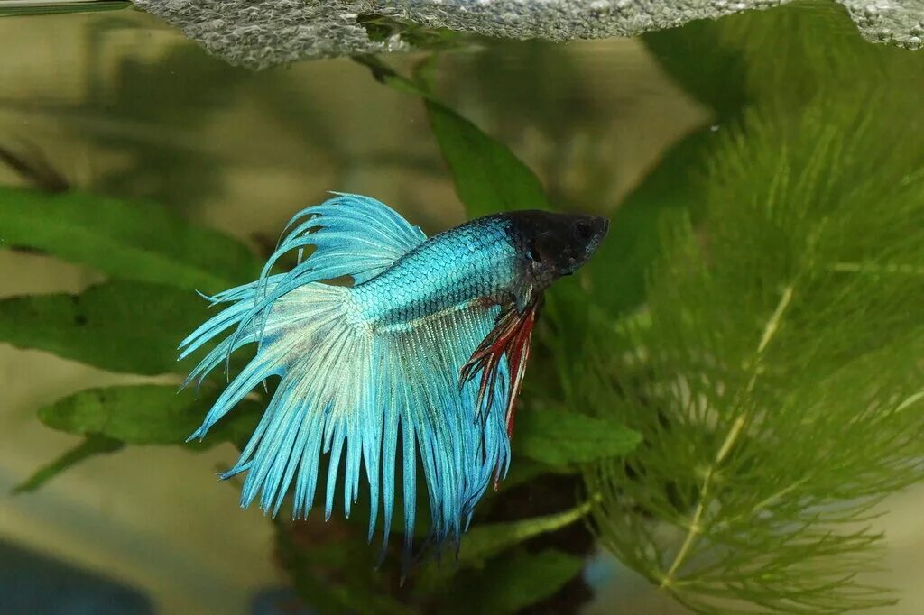 рыбки петушки коронохвостые. Fancy halfmoon betta (betta splendens). сиамский петушок рыбка. петушок вуалевый синий. рыбка петушок халф мун синий.