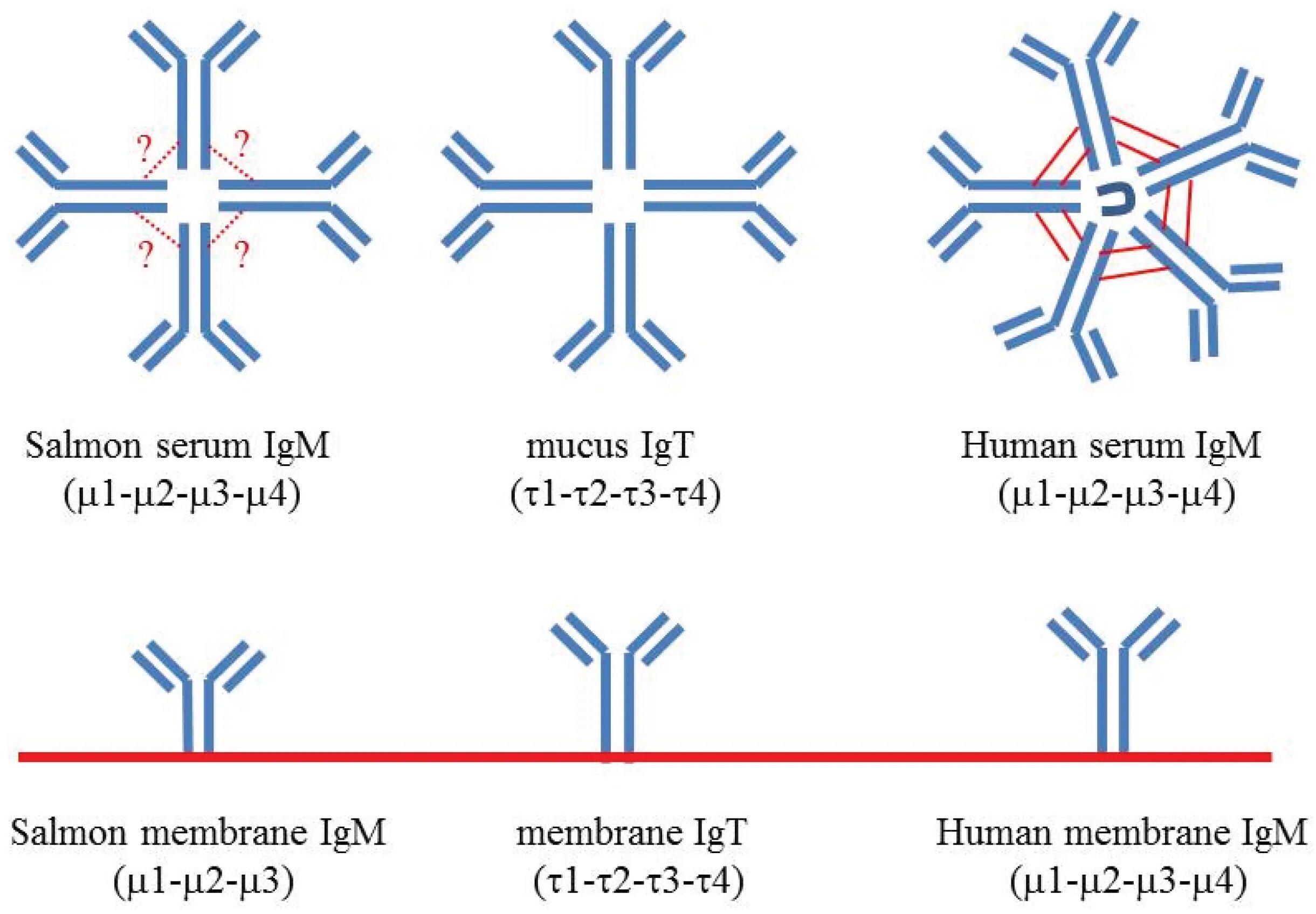 Igm store. IGM микробиология. IGM схема строения. Мембранный IGM. IGM antibodies.