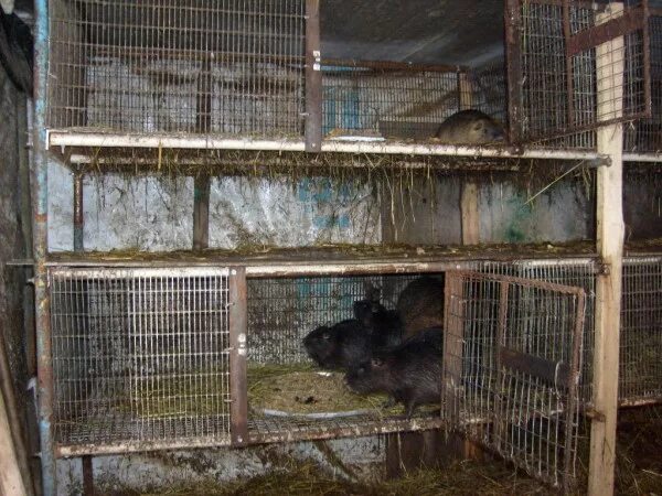 Домик для нутрий. Клетки для нутрий маклер. Промышленные клетки для нутрий. Клетка с вольером для нутрий. Клетки для нутрий своими.