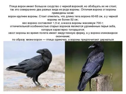 Грач ворон и ворона в чем разница