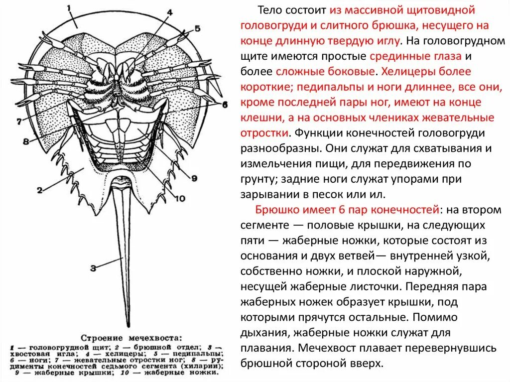 Тело нечленистое округлое