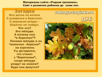 Дуб стих