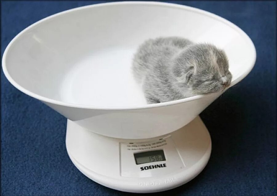 Сколько весит крошка. Кот взвешивается. Взвешивание кошки. Котик на весах. Весы с котятами.