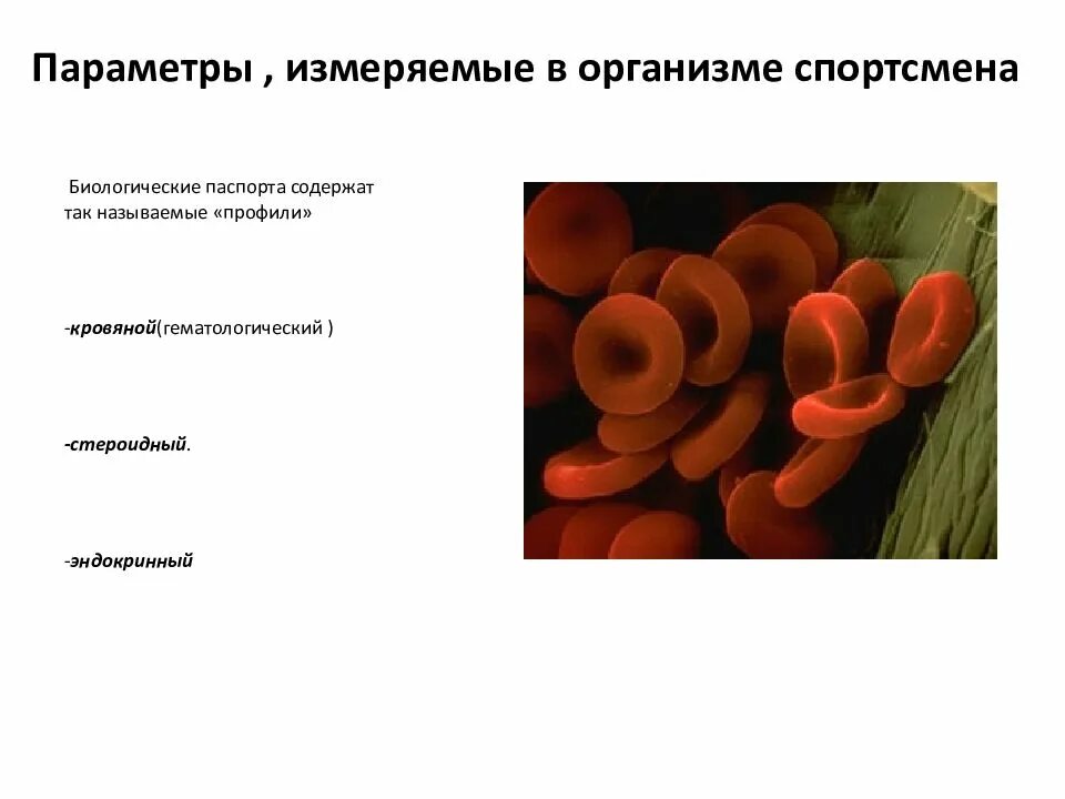 Экспериментатор исследовал биологические процессы в организме спортсмена