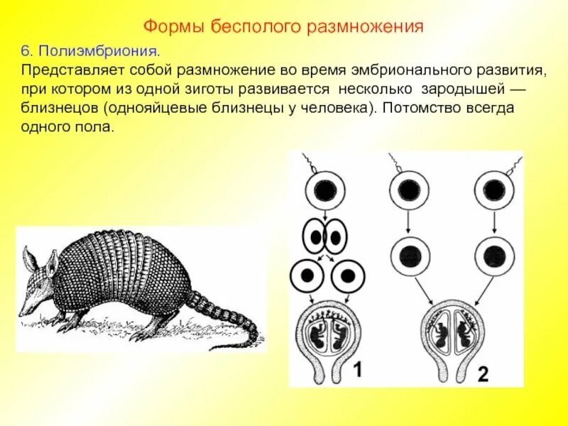 Бесполое размножение животных. Животное бесполое размножение. Бесполое размножение рисунок. Бесполое размножение деление.