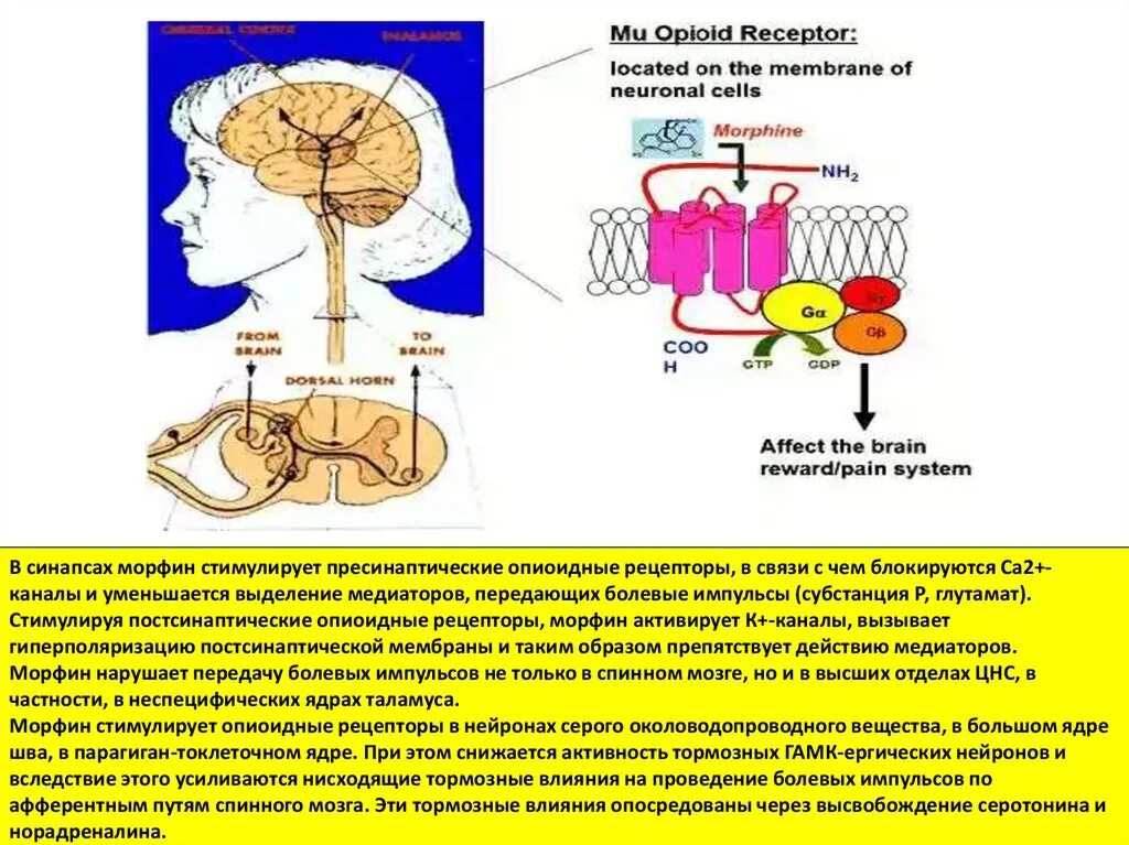 Ощущение возникают при рецепторов. Постсинаптические опиоидные рецепторы. Опиоидные рецепторы строение. Схема опиоидного рецептора фармакология. Рецепторы наркотических анальгетиков.