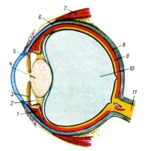 Глазные яблоки расположены в парных углублениях черепа. Поперечный срез глазного яблока. Схема сагиттального разреза глазного яблока. Схема строения глаза человека в сагиттальном разрезе.. Глазное яблоко Сагиттальный разрез рисунок.