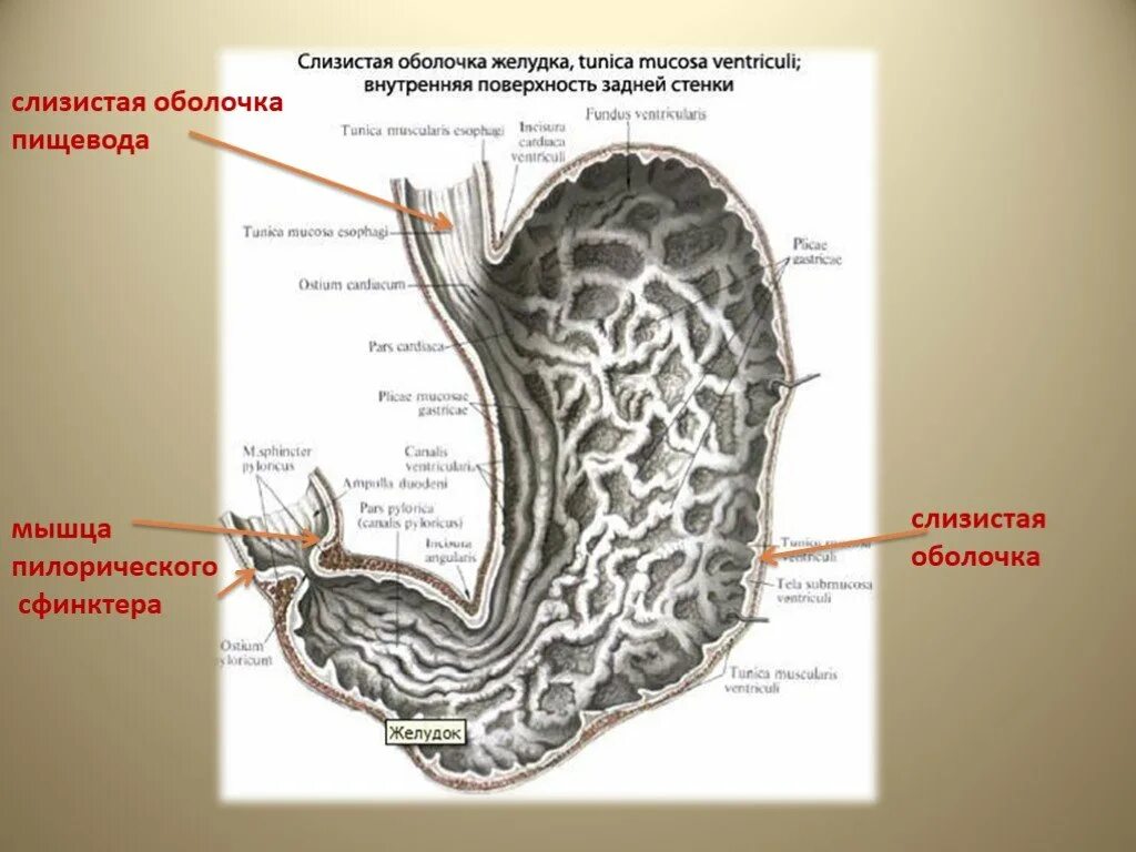 Задняя стенка пищевода. Продольные складки слизистой желудка расположены. Складки слизистой оболочки желудка. Продольные складки слизистой оболочки желудка. Оболочки стенки желудка анатомия.