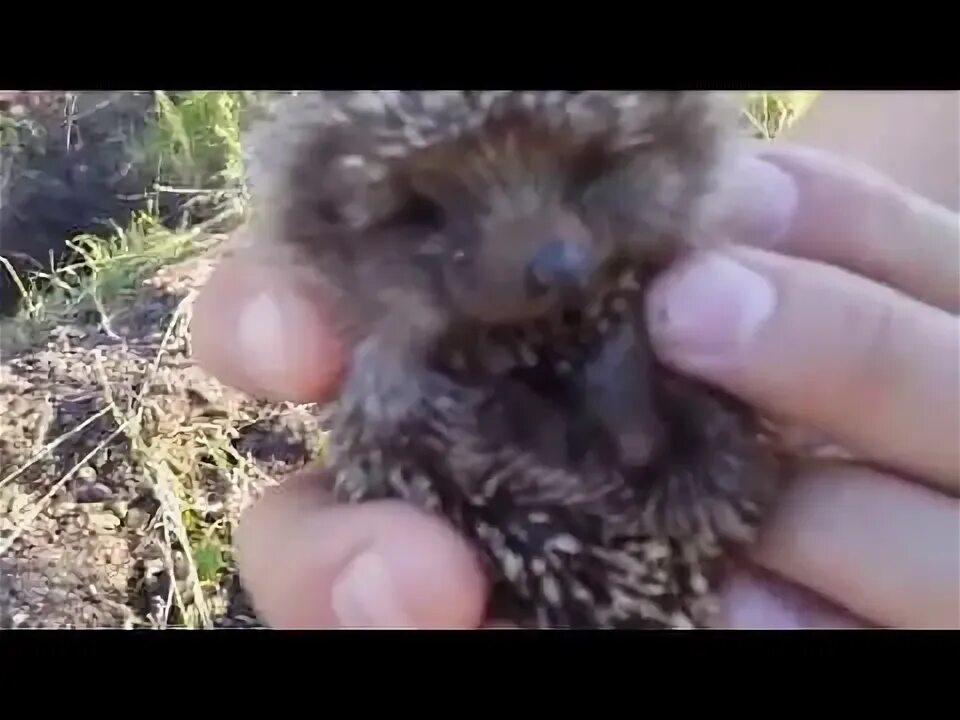 Как ежики ловят мышей