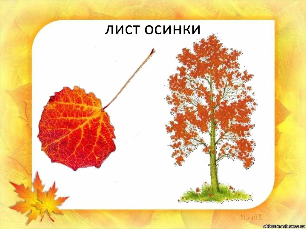 Лист осины для детей. Осенний осиновый лист. Осина для дошкольников. Осенние листочки осины. Осинка листья осенью
