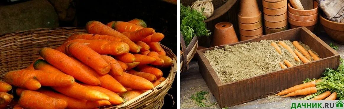 Можно ли мыть морковь перед хранением