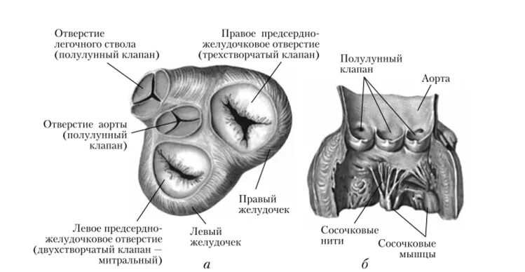 Строение полулунных клапанов. Клапан легочного ствола анатомия. Клапан легочного ствола анатомия рисунок. Полулунный клапан строение. Клапан правого предсердно желудочкового отверстия