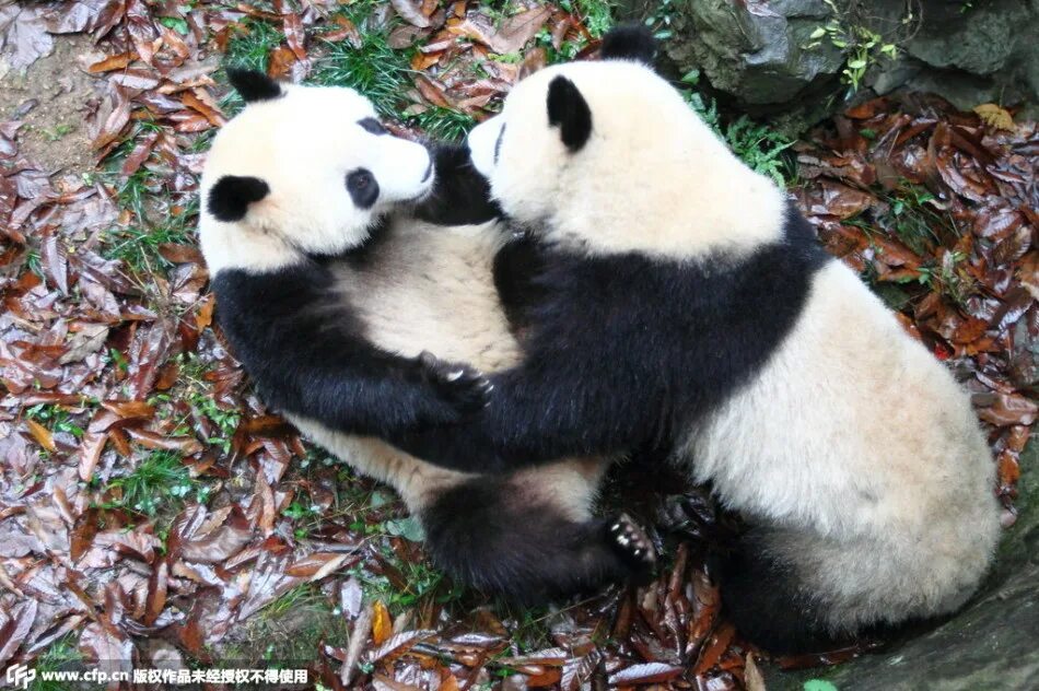 панда с детёнышем. панда сражается. панда со всех сторон. красные панды дерутся. панда сражается.