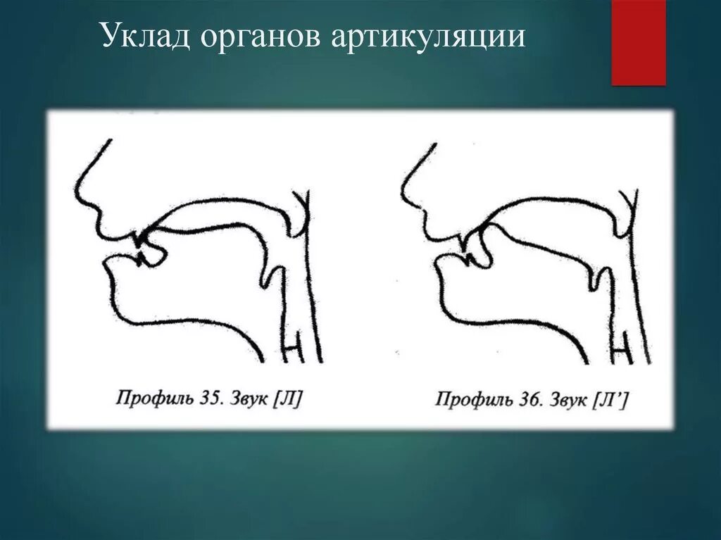 Уклад органов артикуляции. Уклад органов артикуляции звука л. Строение органов артикуляции. Профиль органов артикуляции. Система артикуляции