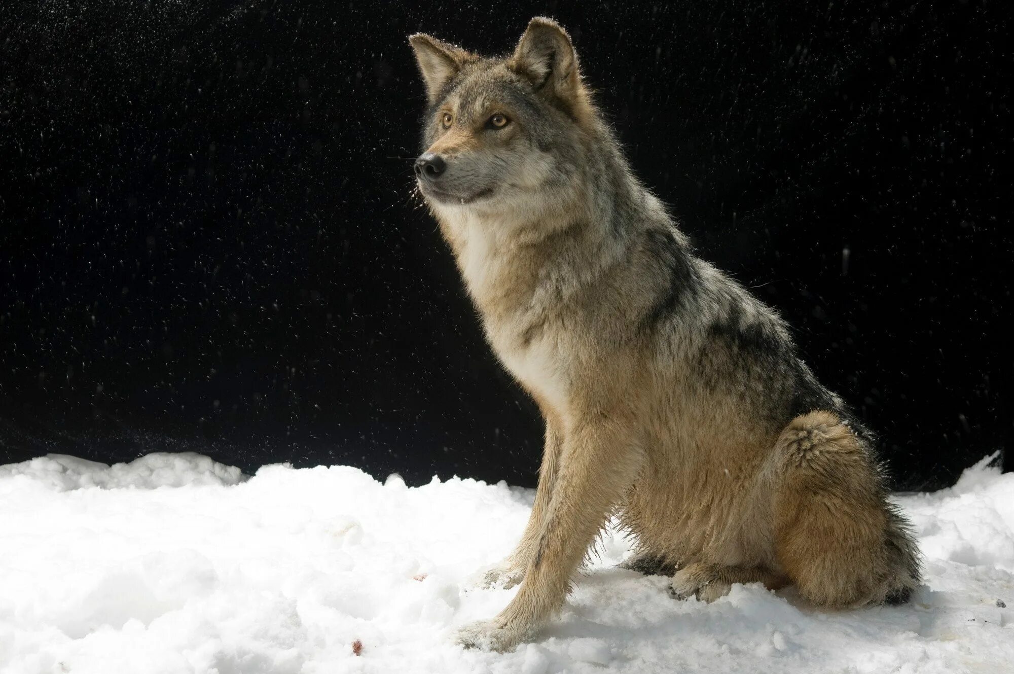 Волк в полный рост. Макензенский волк. Горные волки Аляски. Волк сидит.