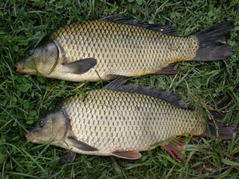 рыба сазан лещ. рыба лещ улов. лещ рыба сазан. карп рамчатый. карп сазан карась.