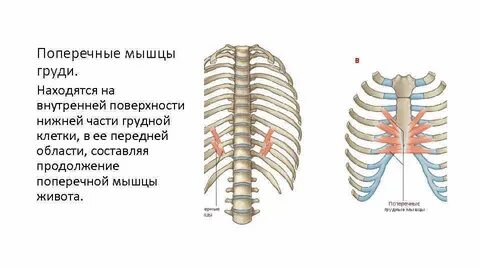 Подреберные мышцы