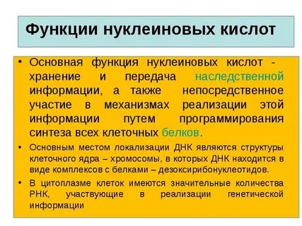 Роль нуклеиновых кислот в жизнедеятельности