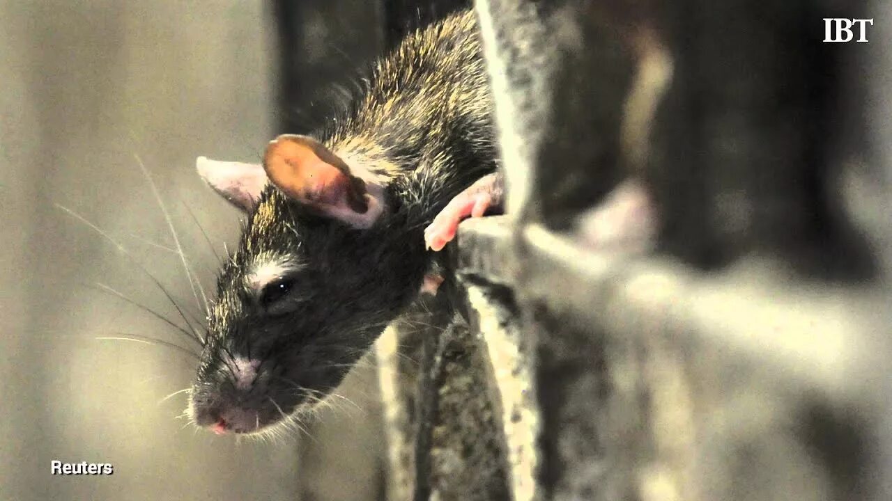 Rat hacking