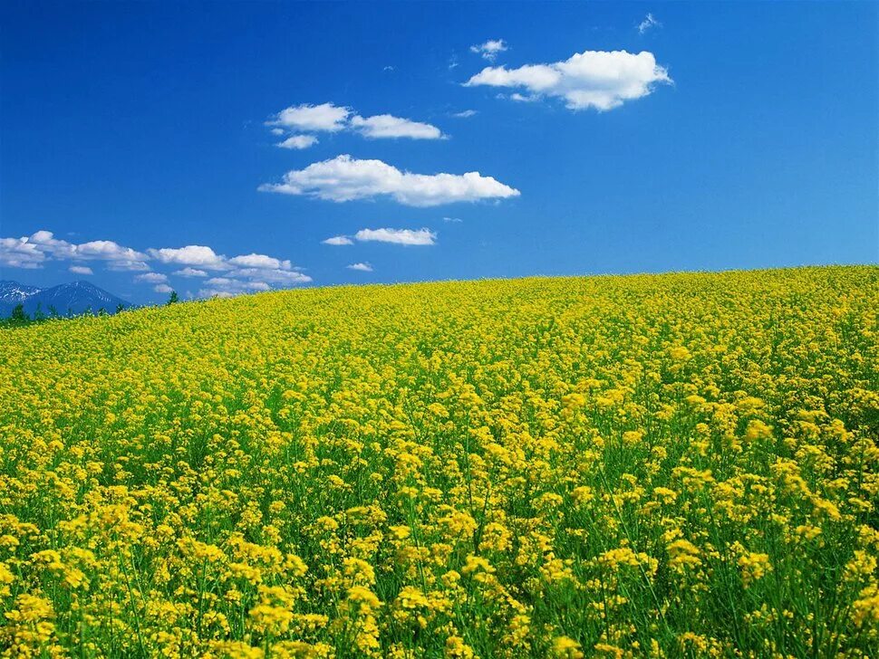 Разноцветные поля. Поле зеленое желтое. Красивые места поля. Поле зеленое желтое. Красивое поле.