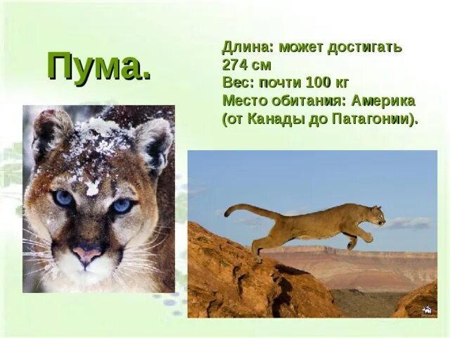 На каком континенте обитают пумы. Пума место обитания. где обитает пума на каком материке. пума информация о животном. пума презентация.