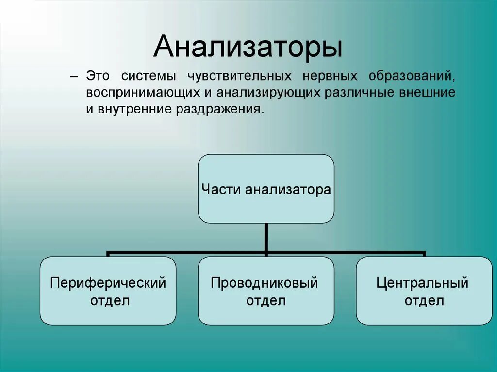 Воспринимающим элементом является. Анализаторы. Анализаторы анатомия. Анализаторы биология. Анализатор это в психологии.