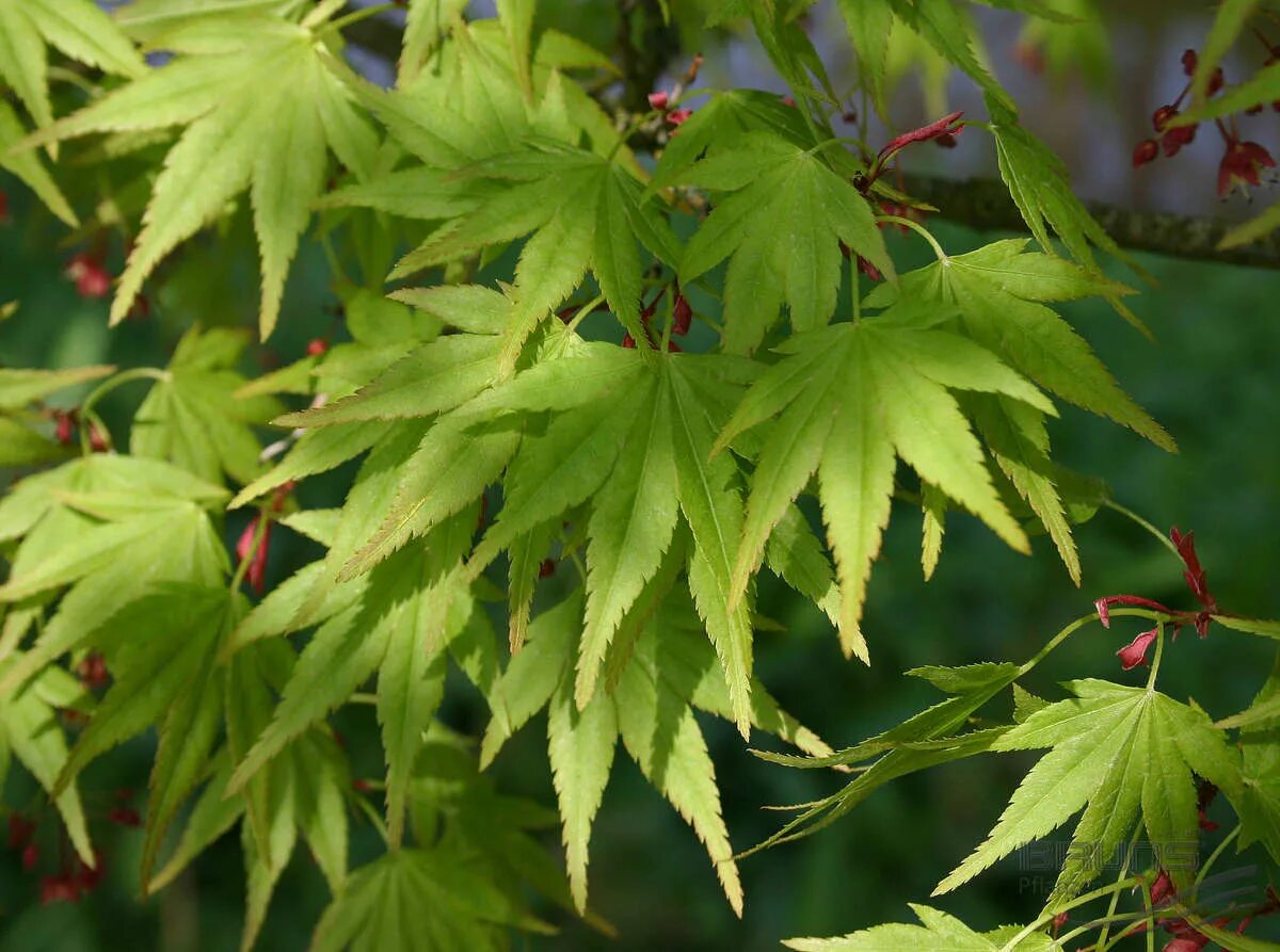 Японский остролистный клен. Acer japonicum (клен). Клён японский (Ácer japónicum). Клен дланевидный. Клены звуко