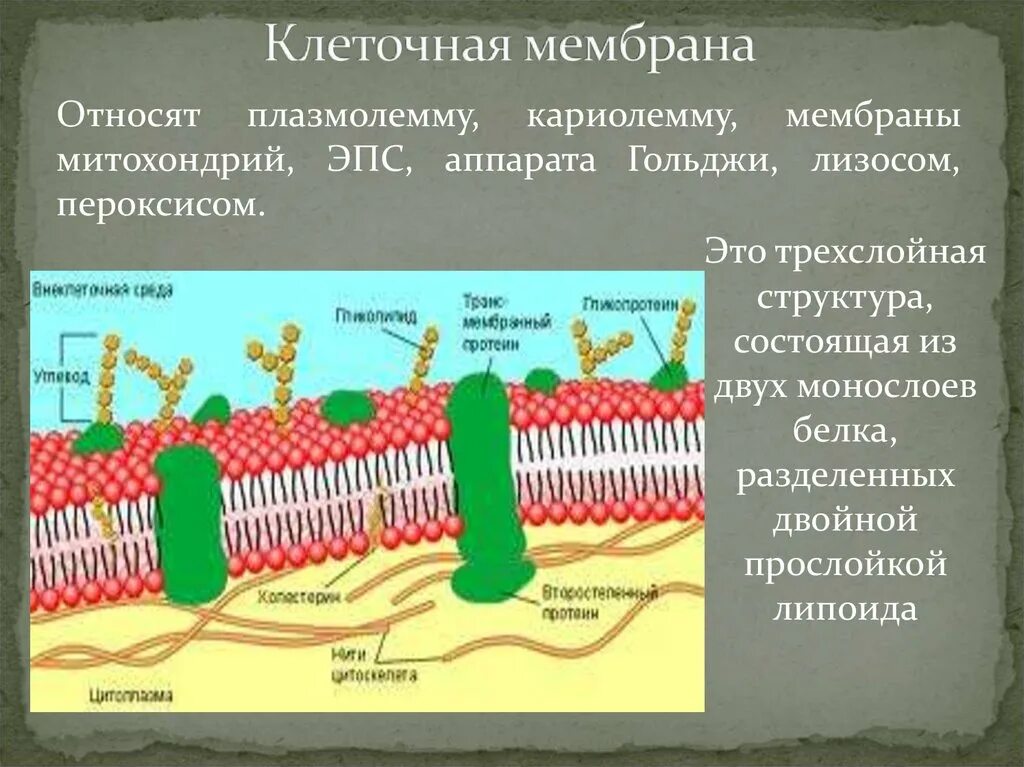 Основные функции клеточных мембран обеспечивают. Клеточная мембрана. Мембрана клетки. Клеточная оболочка. Наружная мембрана клетки.