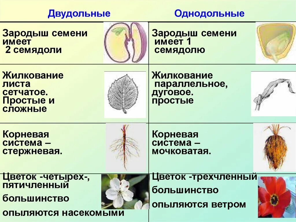 Жилкование однодольных и двудольных. Однодольные и двудольные растения 6 класс биология. Строение цветка у однодольных и двудольных растений. Строение цветка 6 однодольных и двудольных растений.