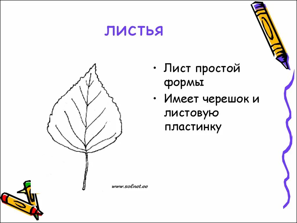 Хвойные и лиственные деревья презентация 1 класс. Лист ель форма черешка листа. Рабочие листы окружающий мир 1 класс листья и хвоинки. Какую форму имеет лист дерева.