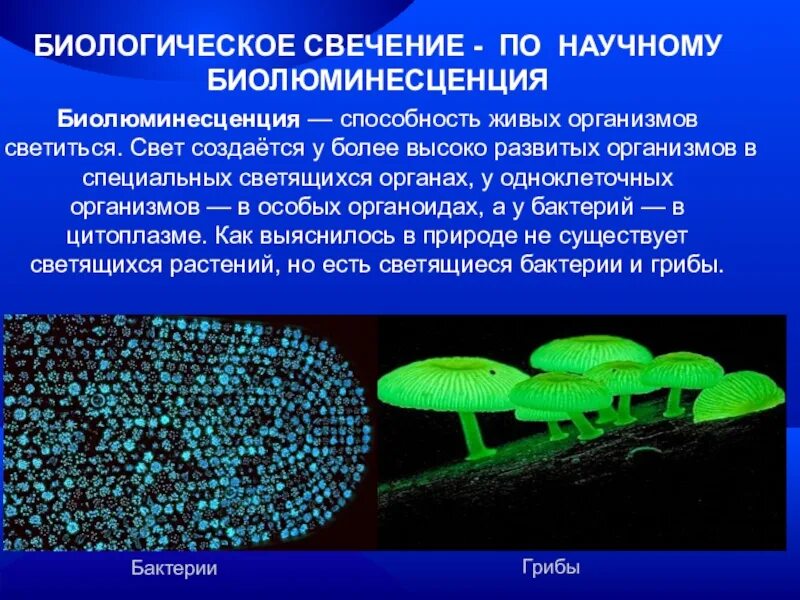 Биология 1 чем живое. Биолюминесценция, светящиеся бактерии. Люминесцентный в природе. Люминесценция в биологии. Светящиеся люминесцентные бактерии.