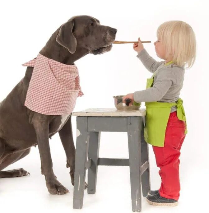 Pet глагол. Кормление животных. Кормление собак. Покорми собаку. Мальчик кормит собаку.