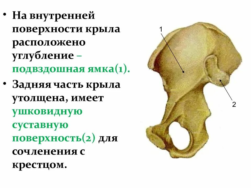 Подвздошная кость болит. Ушковидная суставная поверхность. Подвздошная кость анатомия. Подвздошная ямка. Подвздошная кость где находится.