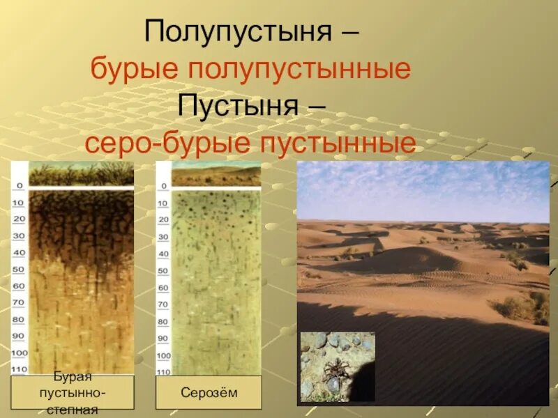 Почвенный профиль бурые полупустынные почвы. Бурые полупустынные и серо бурые почвы. Полупустыни и пустыни почвы. Почвы пустынь и полупустынь в России. Особенности почв полупустынь