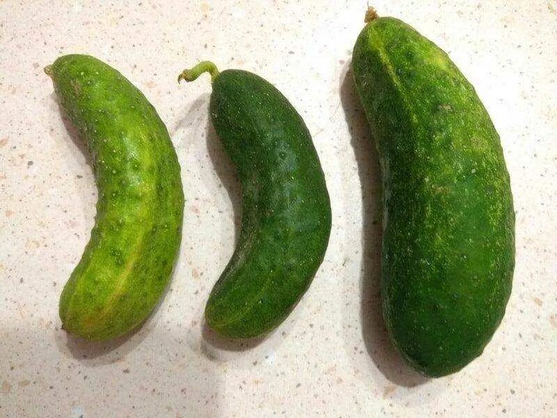 Плод огурца. Огурцы загибаются. Чтотне хватает огурцам. Огурцы эстетика. Огурцы неправильной формы.