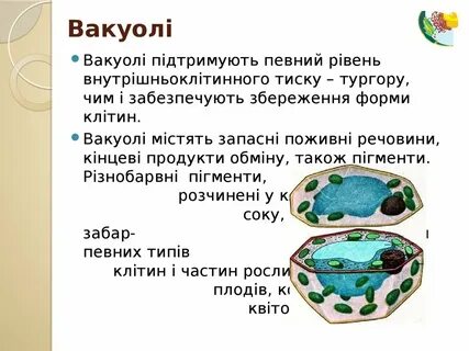 Вакуоли у бактерий
