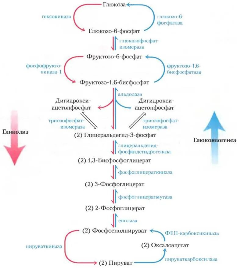 Ферменты глюконеогенеза. Регуляторные ферменты гликолиза и глюконеогенеза в печени таблица. Схема процесса глюконеогенеза биохимия. Схема глюконеогенеза биохимия. Глюконеогенез схема с ферментами.