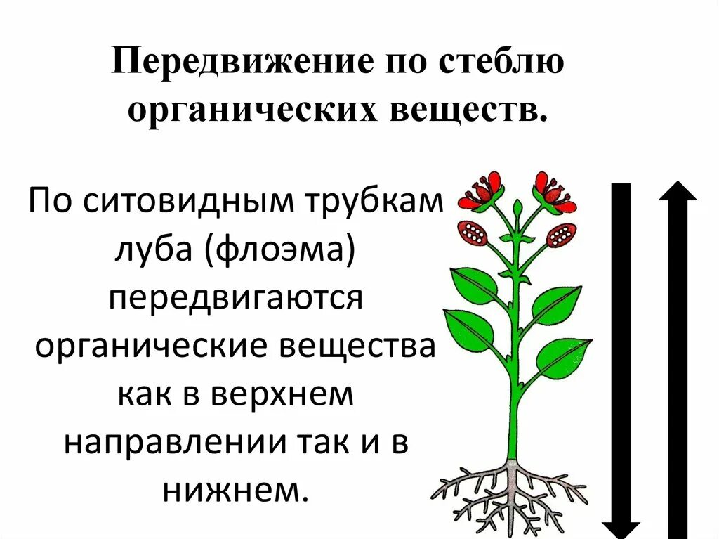 Какие растения перемещаются. Передвижение по стеблю органических веществ. Передвижение органических веществ в растении. Передвижение воды и органических веществ по стеблю. Передвижение Минеральных и органических веществ в растении.