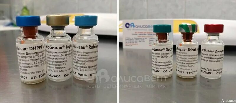 нобивак вакцина для собак. вакцина нобивак dhppi, 1 доза. нобивак dhppi + rabies вакцина для собак. нобивак dhppi для щенков l. нобивак для собак сделать.