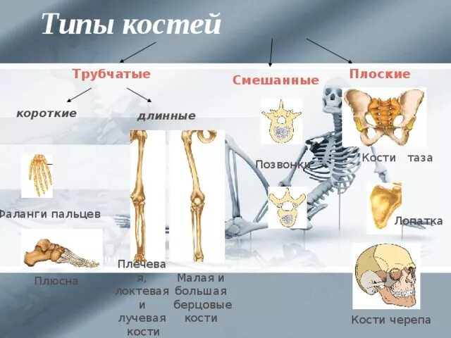 Кости трубчатые губчатые плоские смешанные. Позвонок Тип кости. Позвонки Тип костей трубчатые. Кости скелета и типы костей.