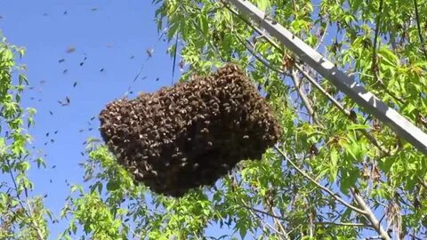 Две пчелы вылетели из ульев