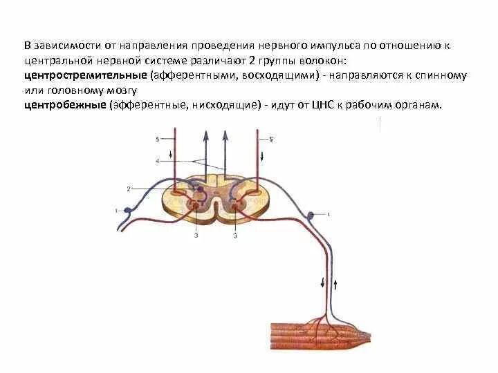 Путь передачи нервного импульса в мозг. Проведение нервного импульса в ЦНС. Направление проведения нервного импульса. Механизм проведения нервного импульса. Физиология проведения нервного импульса.