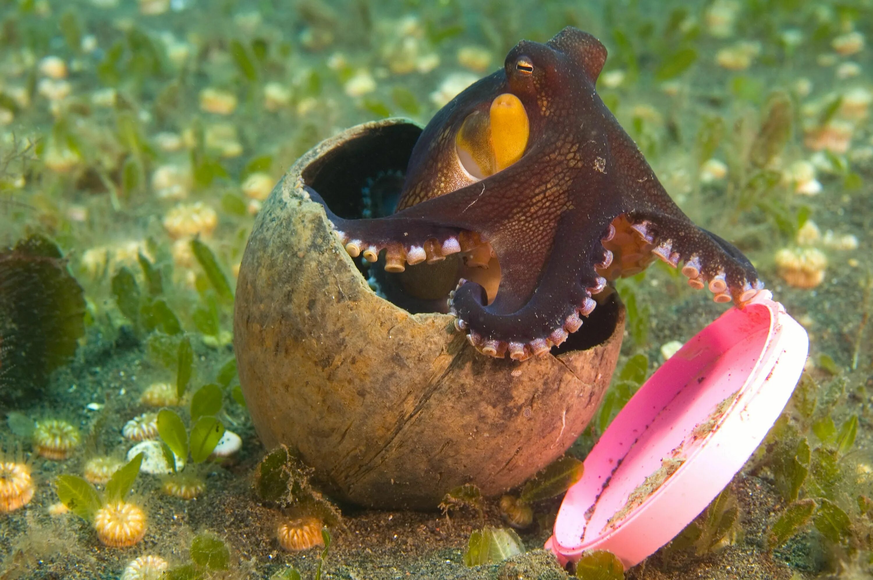 Amphioctopus marginatus. Осьминоги. Кокосовый осьминог. Жилище осьминога.